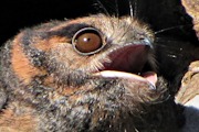 Australian Owlet-nightjar (Aegotheles cristatus)